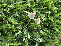 Conocybe apala