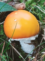 Amanita caesarea