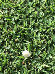 Conocybe apala