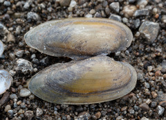 Unio pictorum