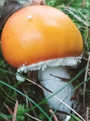 Amanita caesarea
