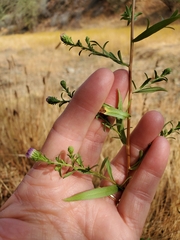 Symphyotrichum chilense