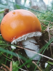 Amanita caesarea