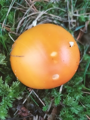 Amanita caesarea