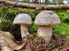 Cortinarius traganus