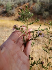 Symphyotrichum chilense