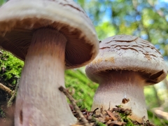 Cortinarius traganus