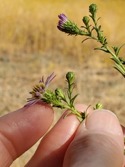 Symphyotrichum chilense