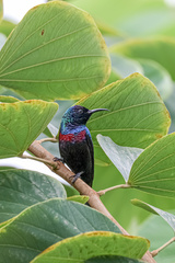 Cinnyris habessinicus