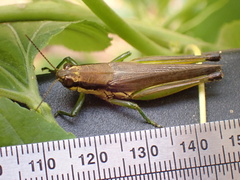 Paroxya clavuligera