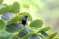 Cinnyris habessinicus