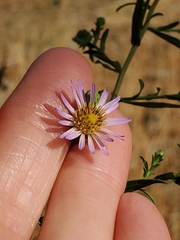 Symphyotrichum chilense