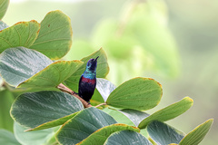 Cinnyris habessinicus