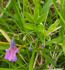 Lathyrus linifolius
