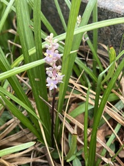 Liriope