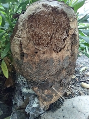 Pisolithus tinctorius