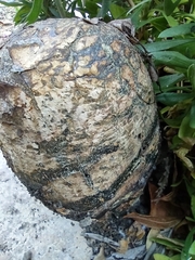 Pisolithus tinctorius