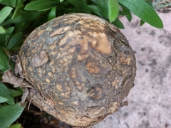 Pisolithus tinctorius
