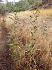 Symphyotrichum chilense