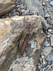 Mantis religiosa religiosa