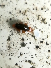 Coniopterygidae
