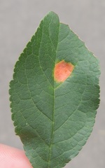 Polystigma rubrum