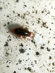 Coniopterygidae