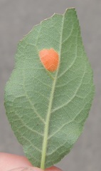 Polystigma rubrum