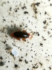 Coniopterygidae