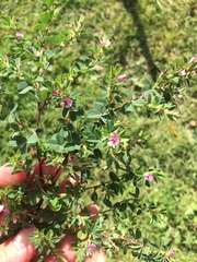 Kummerowia stipulacea