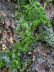 Dicranum montanum