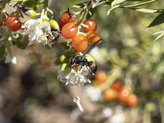 Ancistrocerus haematodes