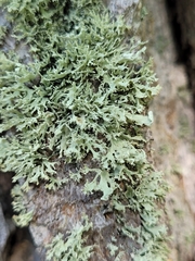 Ramalina labiosorediata