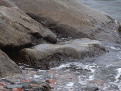 Calidris maritima
