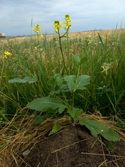 Rhamphospermum arvense