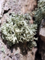 Ramalina labiosorediata