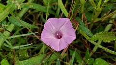 Ipomoea triloba