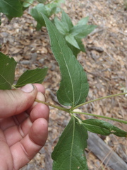 Aldama cordifolia