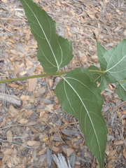Aldama cordifolia