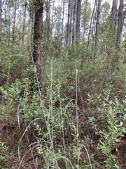 Andropogon capillipes