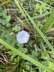 Ipomoea lacunosa