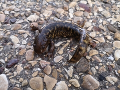 Ambystoma mavortium