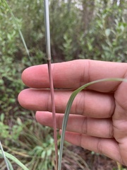 Andropogon capillipes