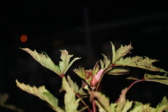 Abelmoschus esculentus