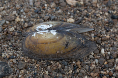 Unio pictorum