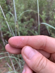 Andropogon capillipes