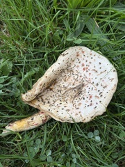 Amanita rubescens