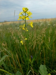 Rhamphospermum arvense