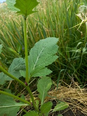 Rhamphospermum arvense