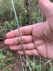 Andropogon capillipes